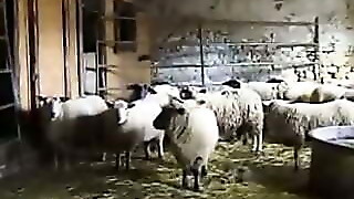 Big Grandma on the farm